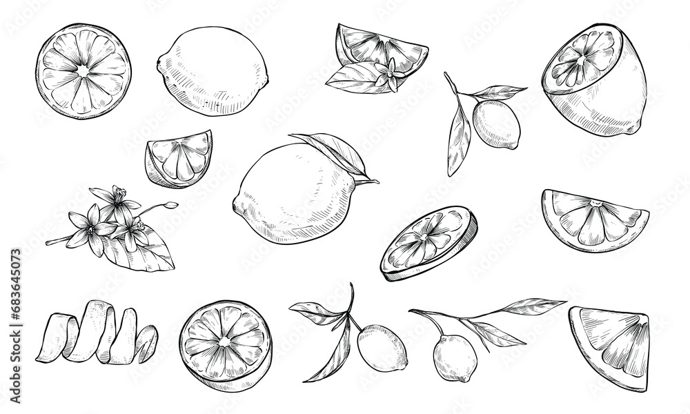 lemon slice handdrawn illustration engraving lemon slice handdrawn illustration engraving