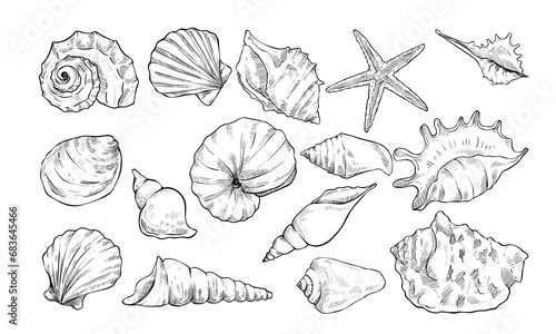 sea shell handdrawn illustration engraving