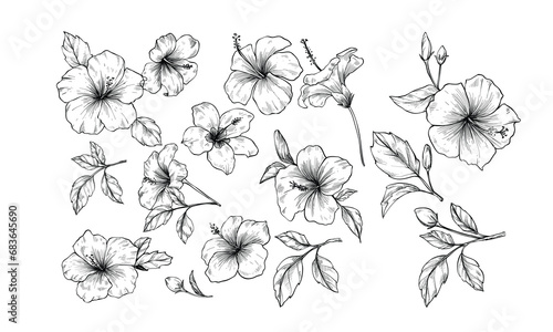flower plant handdrawn illustration engraving