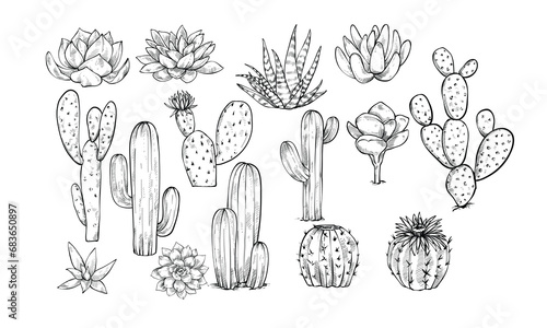 cactus plant handdrawn illustration engraving