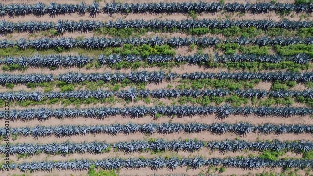 4K AGAVE CENITAL DRON 4K AGAVE CENITAL DRON