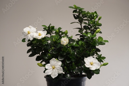 Obraz na płótnie gardenia with white flowers in a pot