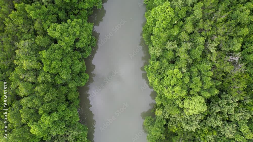 The view from the top of the mangrove forest river The view from the top of the mangrove forest river