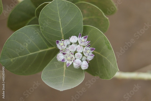 The flower of the Ashar Basq plant - Calotropis procera photo