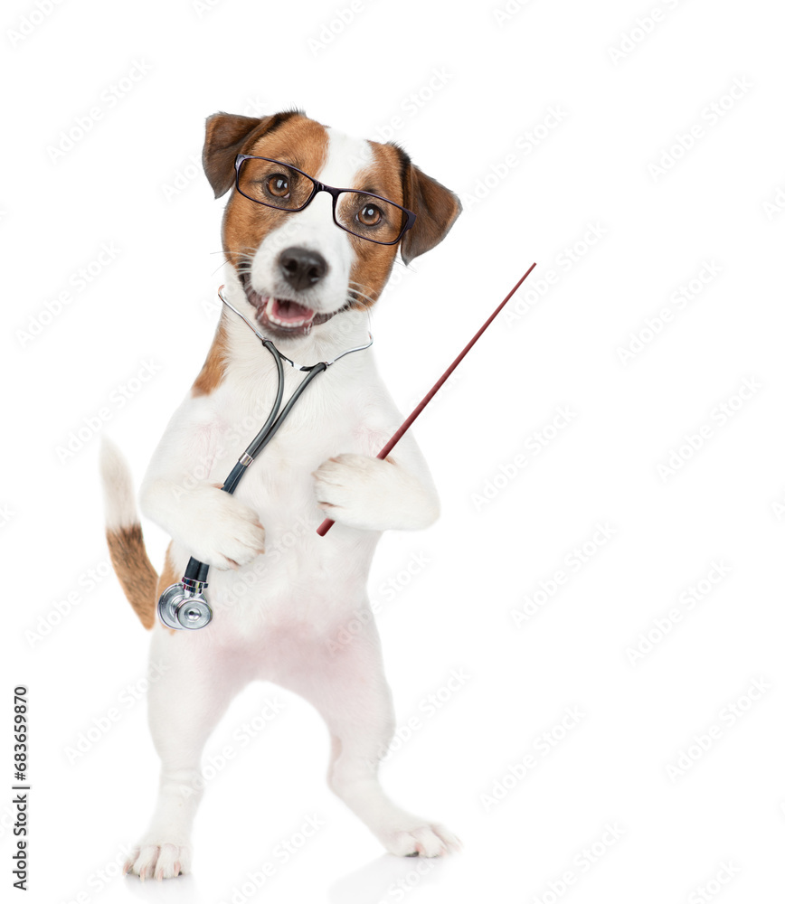 Smart jack russell terrier puppy wearing eyeglasses and with stethoscope on his neck pointing away. isolated on white background