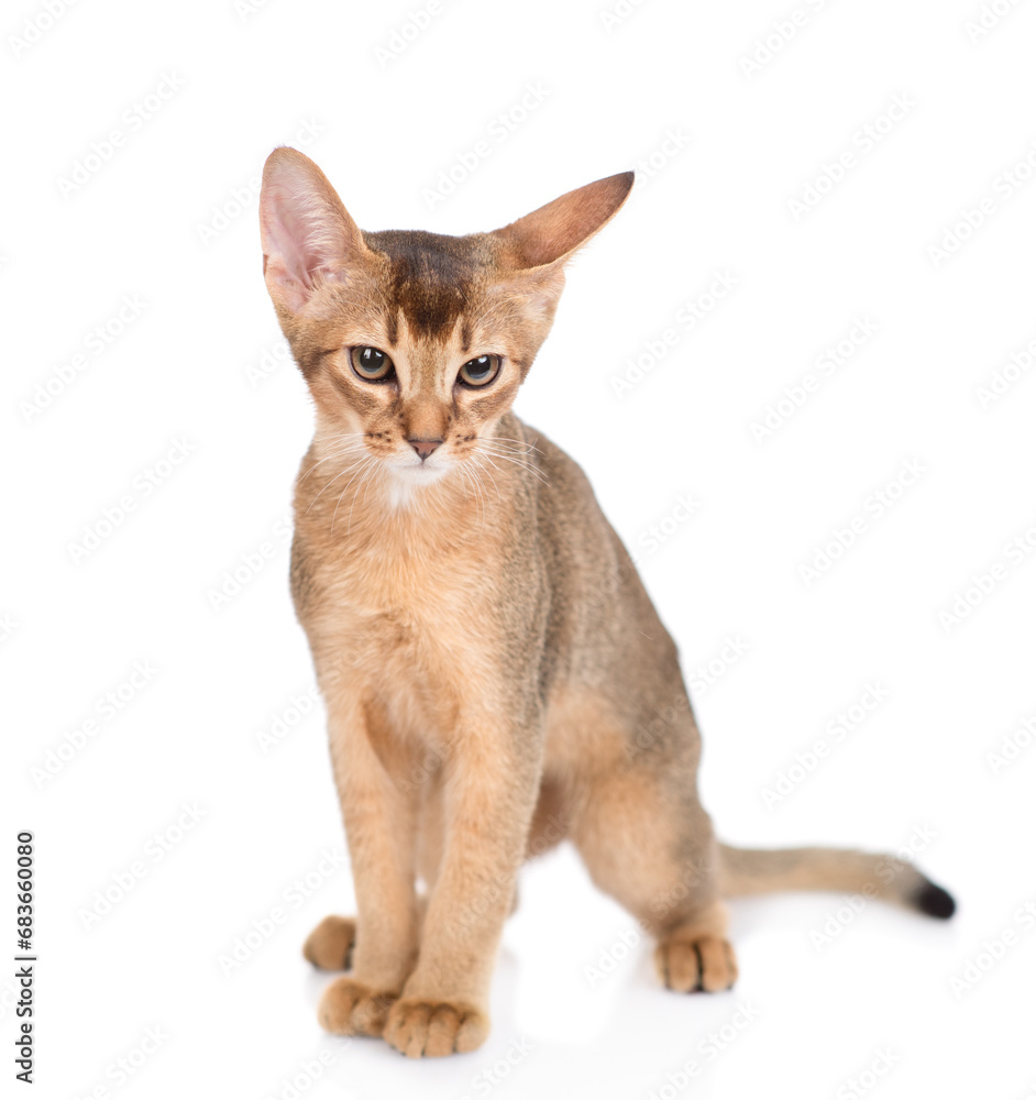 Portrait of a young abyssinian young cat. Isolated on white background