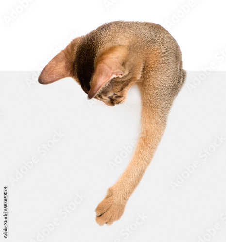 Playful Abyssinian young cat looks down above empty white banner. Isolated on white background