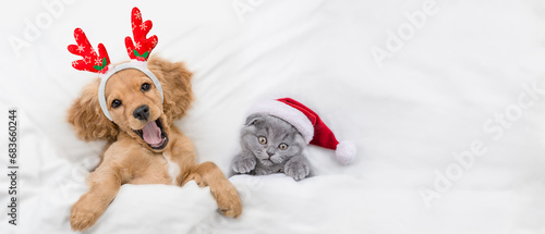 Yawning English Cocker spaniel puppy dressed like santa claus reindeer Rudolf lying with cozy kitten under white blanket at home. Top down view. Empty space for text
