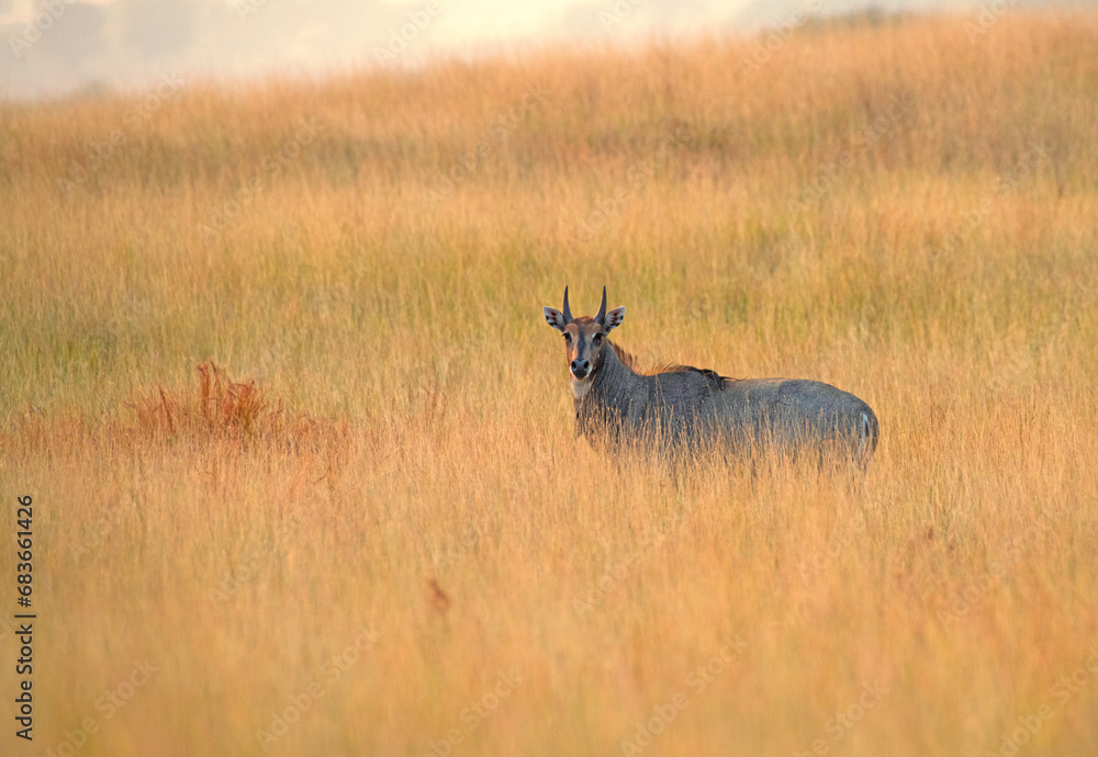 Naklejka premium Blue Bull in the Grassland