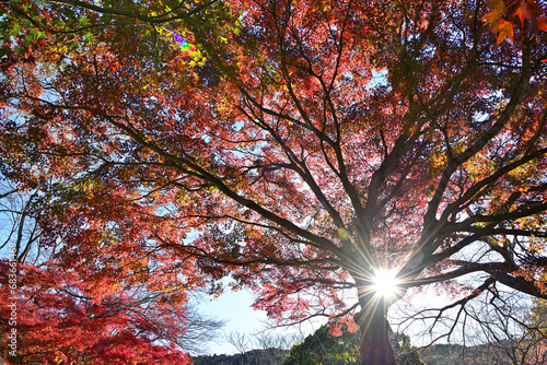 定光寺公園の紅葉 photo