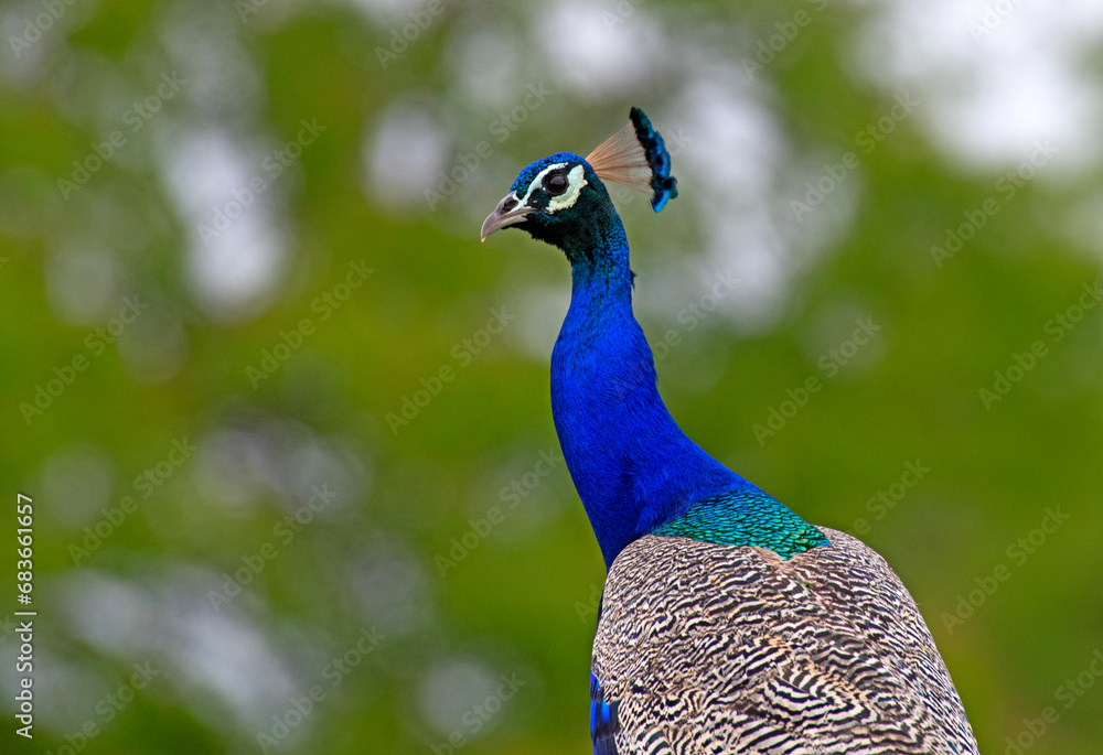 Fototapeta premium peacock with feathers