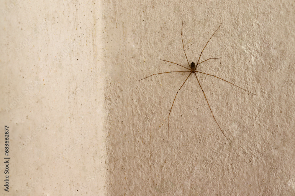 Spider is firmly perched on a concrete wall with long legs. Spider is firmly perched on a concrete wall with long legs.
