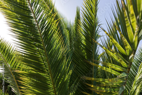 Closeup Palm leaves against clear blue sky