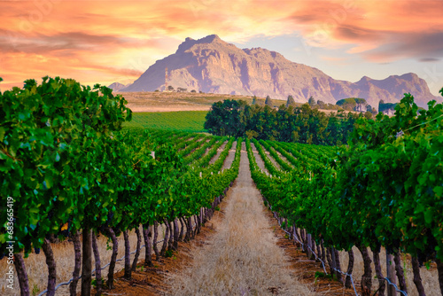 Vineyard landscape at sunset with mountains in Stellenbosch near Cape Town South Africa. wine grapes on the vine in the vineyard Western Cape South Africa Stellenbosch mountains