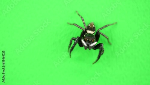 カメラのほうへジャンプするハエトリグモ