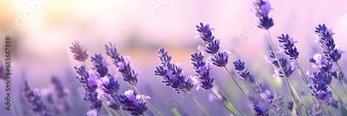 Amazing beautiful colorful natural scenery. Lavender flowers rays of summer sunlight in spring outdoors on nature macro, soft focus. Atmospheric banner header with copy space. Generative ai.