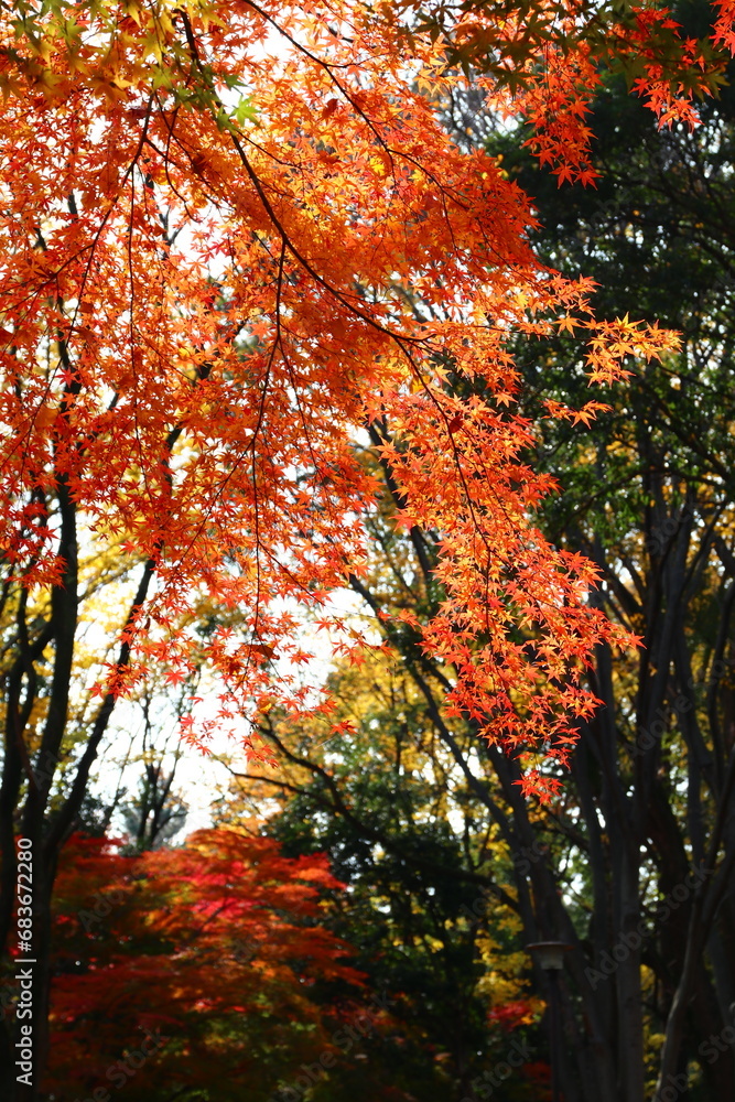 紅葉。秋の東京・世田谷の風景。砧公園にて。