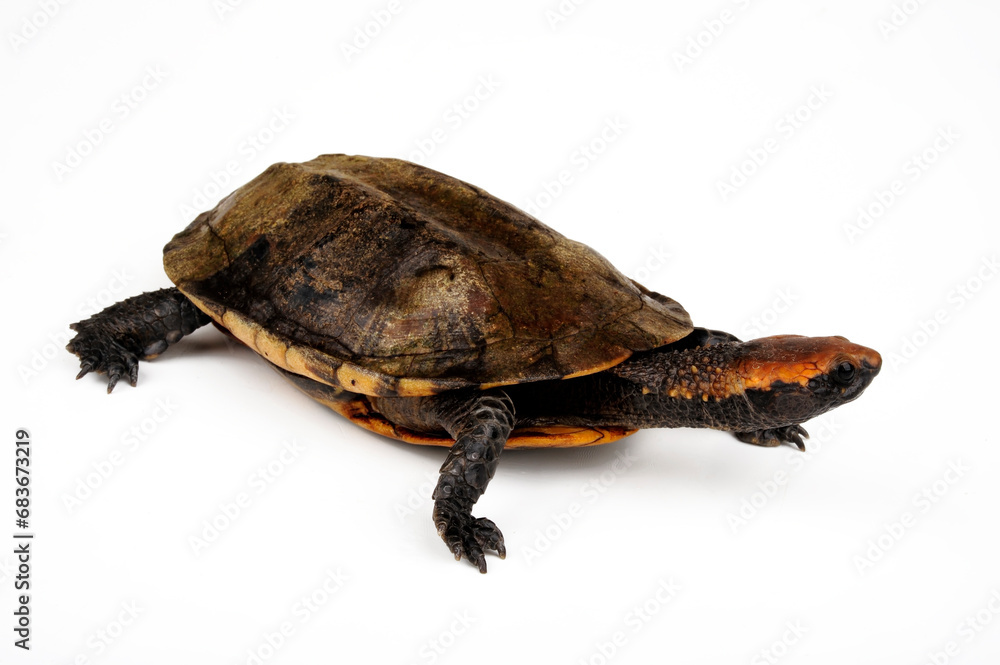 Obraz premium Twist-necked turtle, flat-headed turtle // Rotkopf-Plattschildkröte (Platemys platycephala)