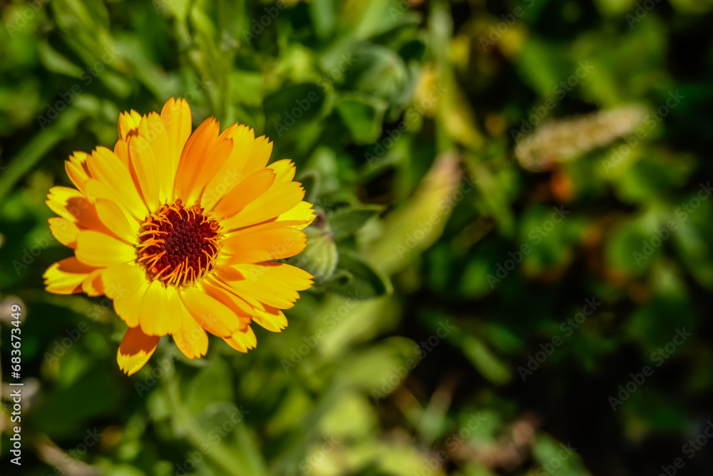 bright orange blossom from a marigold in the garden and sun detail bright orange blossom from a marigold in the garden and sun detail