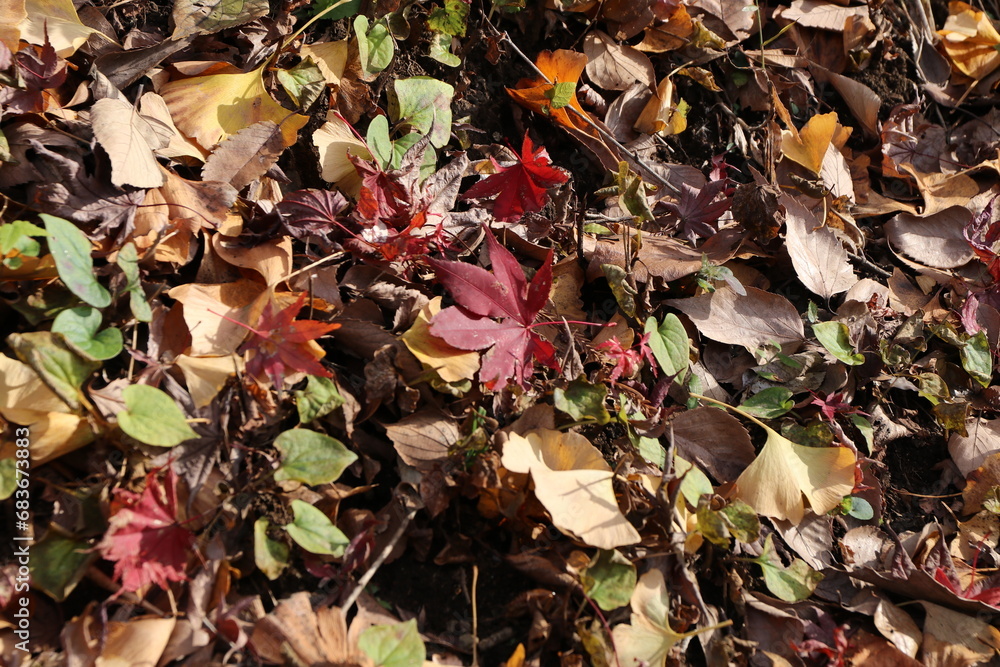 紅葉。秋の東京・世田谷の風景。旧小坂邸にて。 紅葉。秋の東京・世田谷の風景。旧小坂邸にて。