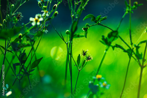 White daisy flowers in a glass blurred background Aster daisy composite flower Asteraceae Compositae Passerby helping to support the child girl to stand up from on the floor after falling down at park