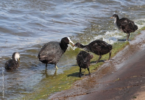 Eurasian coot (common coot, Australian coot, Fulica atra) flock at shore front. Parent feeding juvenile aquatic bird with algae at waterside. Adult black waterbird and brood of chicks on embankment. photo