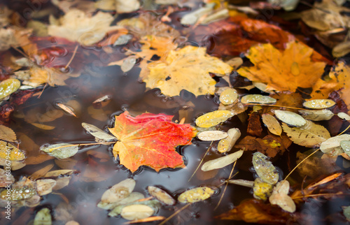 fallen leaves in puddles after the rain