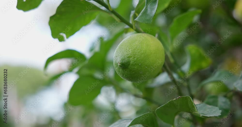 Lime tree with fruits - natural organic green lemon on lemon tree outdoor Lime tree with fruits - natural organic green lemon on lemon tree outdoor
