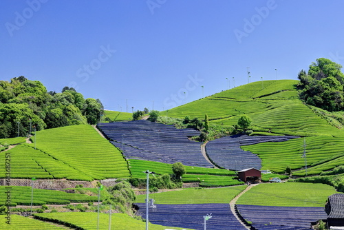 和束町石寺地区の茶畑