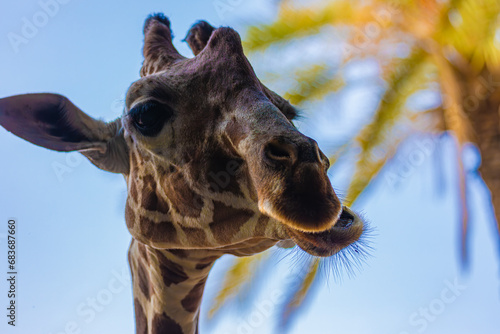 Photography close up of giraffe head
