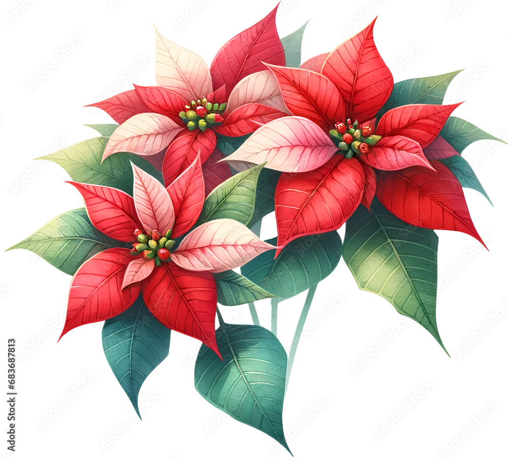 Beautiful clipart featuring a watercolor poinsettia with holly and berries, perfect for Christmas designs, festive cards, and holiday decorations. Adds a vibrant, classic touch.