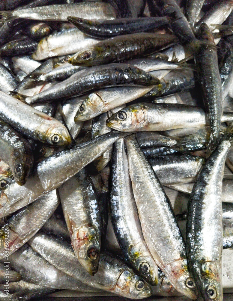 Portuguese sardines Portuguese sardines