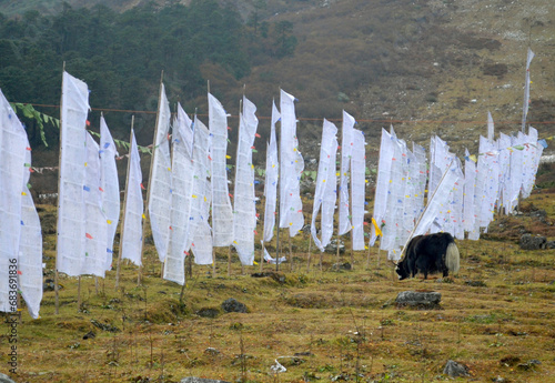 A yak grazing on the backdrop of prayer flags at 12600 ft altitude in Yumthang, North Sikkim. Yaks are found between 2000 m to 5000 m elevation and around 5219 yaks are found in Sikkim. .. photo