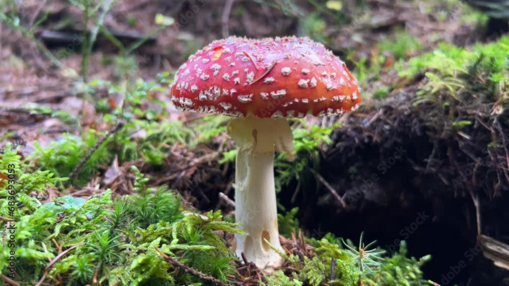 Toadstool, poisonous, hallucinogenic mushrooms. Red mushroom in the grass. Close up. Inedible mushrooms Toadstool, poisonous, hallucinogenic mushrooms. Red mushroom in the grass. Close up. Inedible mushrooms