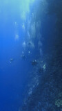 The underwater world and universe of scuba divers. From a scuba dive at a drop off reef in the Red Sea in Egypt.