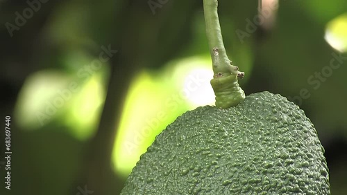 Hass avocado and peduncle in tree