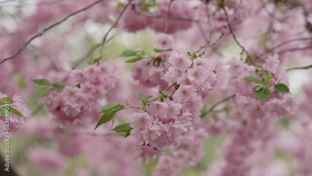 Slow motion of cherry blossom in spring closeup shot Slow motion of cherry blossom in spring closeup shot