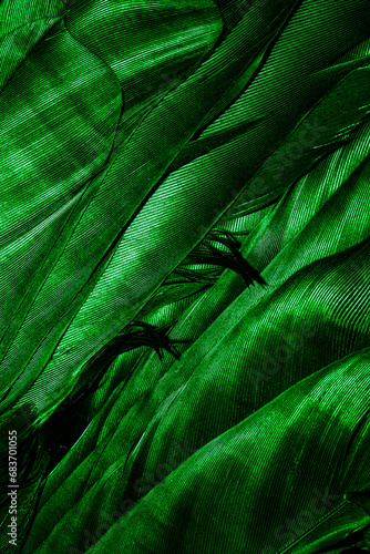 green feathers with visible texture © Krzysztof Bubel