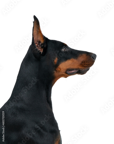 Cuadro en lienzo Beautiful Dobermann dog profile isolated over white background