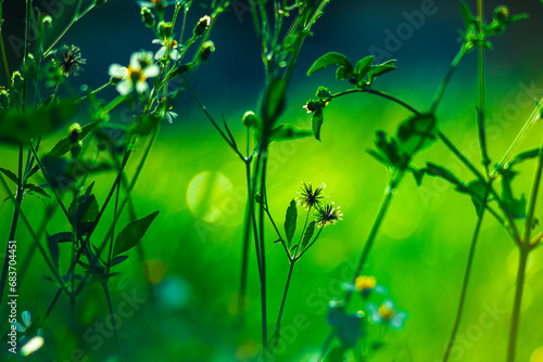 Insects fly everywhere in the tropical jungle of south vietnam