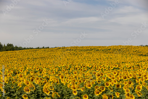 high-yielding field with yellow sunflower flowers, pollination