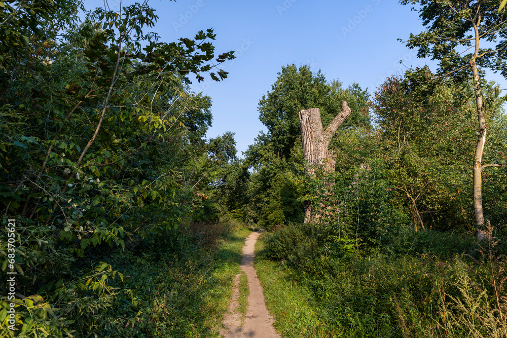 a narrow path in the park in the morning a narrow path in the park in the morning