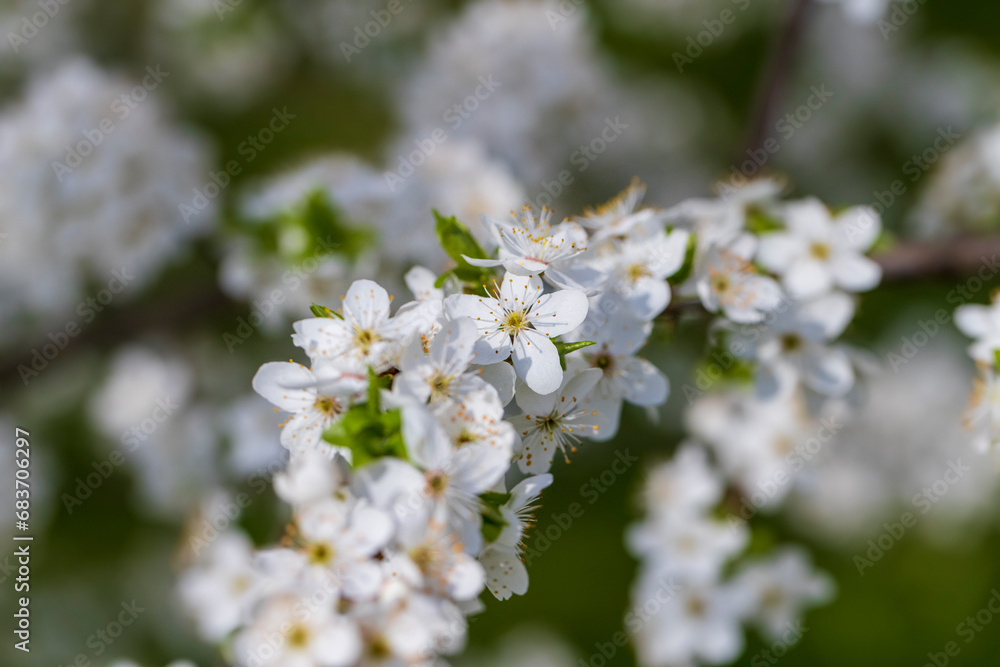 cherry blossoms in the orchard in spring