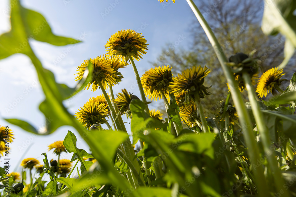 Obraz premium spring dandelion flowers during flowering
