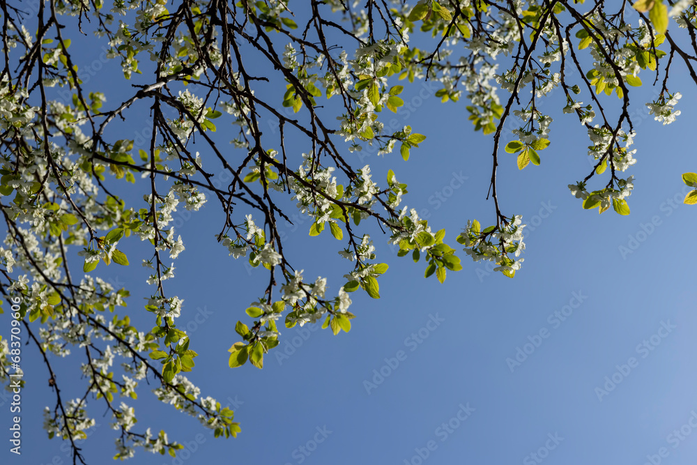 Fototapeta premium spring garden with cherry blossoms in sunny weather