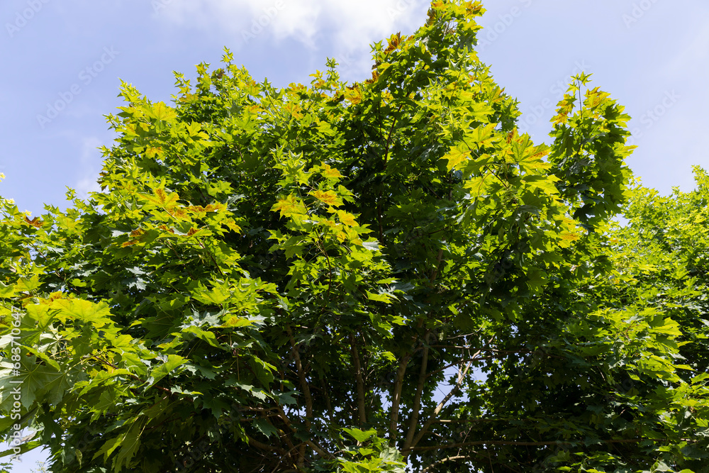 beautiful maple tree foliage with green foliage beautiful maple tree foliage with green foliage