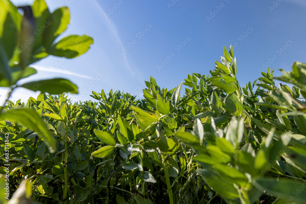 growing beans for food production