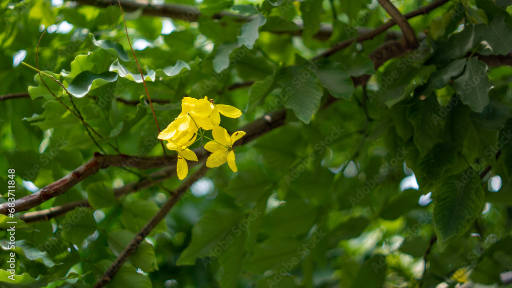 Colorful flowers bloom when it is bright in my garden.this type of flower is not available in the summer. Colorful flowers bloom when it is bright in my garden.this type of flower is not available in the summer.