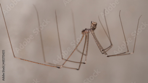 Long legs spider