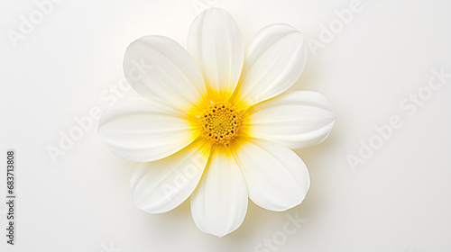 A white and yellow flower on a white background
